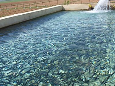 اشتغالزایی ۱۳۰نفر در مجتمع ماهیان خاویاری چم گز